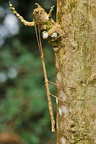 Stick insect (Phibalosoma phyllinum) camouflaged on tree trunk in mountainous Atlantic Rainforest of Serra Bonita Natural Private Heritage Reserve (RPPN Serra Bonita), municipality of Camacan, Souther...