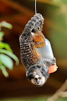 Wied's black tufted-ear marmoset  (Callithrix kuhli) hanging from hummingbirds feeding bottle in mountainous Atlantic Rainforest of Serra Bonita Natural Private Heritage Reserve (RPPN Serra Bonita), m...