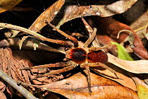 Wandering spider (Oligoctenus medius) resting on leaf litter, Atlantic Rainforest at Serra Bonita Natural Heritage Private Reserve, in the municipality of Camacan, Southern Bahia State, Eastern Brazil...