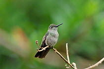 Sombre hummingbird (Aphantochroa cirrochloris) perched on branch in mountainous Atlantic Rainforest of Serra Bonita Natural Private Heritage Reserve (RPPN Serra Bonita), municipality of Camacan, South...