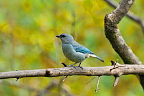 Azure-shouldered tanager (Thraupis cyanoptera) perched on branch in mountainous Atlantic Rainforest of Serra Bonita Natural Private Heritage Reserve (RPPN Serra Bonita), municipality of Camacan, South...