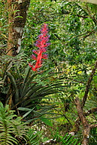 Violet-capped woodnymph (Thalurania glaucopis) male feeding at bromeliad flower in mountainous Atlantic Rainforest of Serra Bonita Natural Private Heritage Reserve (RPPN Serra Bonita), municipality of...