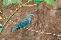 Azure shouldered tanager (Thraupis cyanoptera) perched in branch in mountainous Atlantic Rainforest of Serra Bonita Natural Private Heritage Reserve (RPPN Serra Bonita) municipality of Camacan, South...