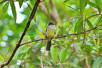 Short-crested flycatcher (Myiarchus ferox) in mountainous Atlantic Rainforest of Serra Bonita Natural Private Heritage Reserve, Camacan, Southern Bahia State, Eastern Brazil.
