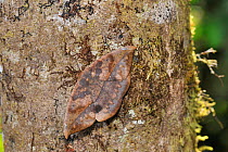 Looper moth (Oxydia agliata) resting on tree trunk in the mountainous Atlantic Rainforest of Serra Bonita Natural Private Heritage Reserve (RPPN Serra Bonita) municipality of Camacan, Southern Bahia S...
