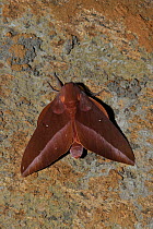 Moth (Othorene cadmus) resting on tree trunk in the mountainous Atlantic Rainforest of Serra Bonita Natural Private Heritage Reserve (RPPN Serra Bonita), municipality of Camacan, Southern Bahia State,...