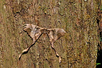 Giant silk moth (Arsenura amida) resting on tree trunk in the mountainous Atlantic Rainforest of Serra Bonita Natural Private Heritage Reserve (RPPN Serra Bonita) municipality of Camacan, Southern Bah...
