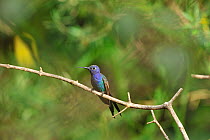 Swallow-tailed hummingbird (Eupetomena macroura) in Mountainous Atlantic Rainforest of Serra Bonita Natural Private Heritage Reserve (RPPN Serra Bonita) municipality of Camacan, Southern Bahia State,...