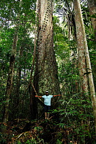 Pequizeiro-preto tree (Caryocar edulis) with man standing in front, lowland Atlantic Rainforest of Esta Veracel Natural Private Heritage Reserve (RPPN) municipality of Porto Seguro, Southern Bahia Sta...