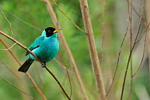 Green Honeycreeper (Chlorophanes spiza) male perched in branch in  mountainous Atlantic Rainforest of Serra Bonita Natural Private Heritage Reserve (RPPN Serra Bonita) municipality of Camacan, Souther...