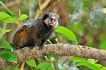 Wied's black tufted-ear marmoset (Callithrix kuhli) in branches of the mountainous Atlantic Rainforest of Serra Bonita Natural Private Heritage Reserve (RPPN Serra Bonita) municipality of Camacan, Sou...