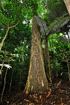 Pitomba-amarela tree (Melicoccus oliviformis intermedius) Tableland Atlantic Rainforest of Vale Natural Reserve, municipality of Linhares, Esparito Santo State, Eastern Brazil.