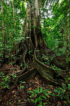 Molemb-de-barbela ficus tree (Ficus cyclophylla) Tableland Atlantic Rainforest of Vale Natural Reserve, municipality of Linhares, Espírito Santo State, Eastern Brazil, January 2012.