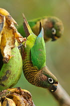 Maroon / Reddish bellied parakeet (Pyrrhura frontalis) eating banana, mountainous Atlantic Rainforest of Serra Bonita Natural Private Heritage Reserve (RPPN Serra Bonita) municipality of Camacan, Sout...
