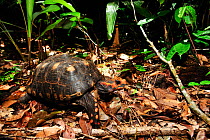 Red-footed tortoise (Geochelone carbonaria) on forest floor, Tableland Atlantic Rainforest of Vale Natural Reserve, municipality of Linhares, Esparito Santo State, Eastern Brazil.