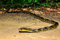 Caninana / Black and yellow rat snake (Spilotes pullatus) on ground, Tableland Atlantic Rainforest of Vale Natural Reserve, municipality of Linhares, Esparito Santo State, Eastern Brazil.