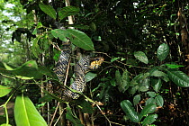 Caninana / Black and yellow rat snake (Spilotes pullatus) in tree, Tableland Atlantic Rainforest of Vale Natural Reserve, municipality of Linhares, Esparito Santo State, Eastern Brazil.