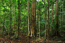Tableland Atlantic Rainforest of Vale Natural Reserve, municipality of Linhares, Esparito Santo State, Eastern Brazil January 2012.
