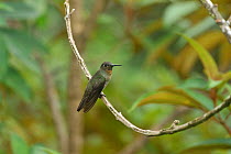 Sombre hummingbird (Aphantochroa cirrochloris) perched on branch in mountainous Atlantic Rainforest of Serra Bonita Natural Private Heritage Reserve (RPPN Serra Bonita) municipality of Camacan, Southe...