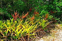 Bromeliads (Aechmea blanchetiana) ecosystem of Campo Nativo (Native Field) on the margins of Barra Seca River in Vale Natural Reserve, municipality of Linhares, Esparito Santo State, Eastern Brazil.