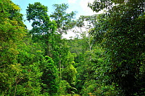 Tableland Atlantic Rainforest in Sooretama Biological Reserve, municipality of Linhares, Esparito Santo State, Eastern Brazil, January 2012.