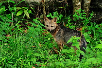 Crab-eating fox (Cerdocyon thous) standing in forest undergrowth in mountainous Atlantic Rainforest of Serra Bonita Natural Private Heritage Reserve (RPPN Serra Bonita) municipality of Camacan, Southe...