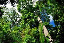 Jequitiba rosa tree (Cariniana legalis) Tableland Atlantic Rainforest of Vale Natural Reserve, municipality of Linhares, Esparito Santo State, Eastern Brazil, January 2012.