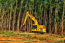 Machinery that cuts, peels and calculates the volume of the wood, cutting eucalyptus trees in the municipality of Linhares, Esparito Santo State, Eastren Brazil, January 2012. No release available.