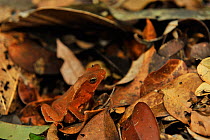 Beaked toad (Rhinella hoogmoedi) in leaf litter of lowland Atlantic Rainforest of Esta Veracel Natural Private Heritage Reserve (RPPN Esta Veracel) municipality of Porto Seguro, Southern Bahia State,...