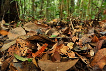 Beaked toad (Rhinella hoogmoedi) camouflaged  in leaf litter, lowland Atlantic Rainforest of Esta Veracel Natural Private Heritage Reserve (RPPN Esta Veracel) municipality of Porto Seguro, Southern Ba...