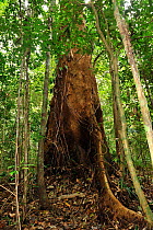 Jueirana tree (Parkia pendula) lowland Atlantic Rainforest of Esta Veracel Natural Private Heritage Reserve (RPPN Esta Veracel) municipality of Porto Seguro, Southern Bahia State, Eastern Brazil.
