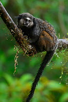 Wied's black tufted-ear marmoset (Callithrix kuhli) clinging to branch in the mountainous Atlantic Rainforest of Serra Bonita Natural Private Heritage Reserve (RPPN Serra Bonita) municipality of Camac...