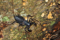 Giant vinegaroon / Tailed whip scorpion (Mastigoproctus giganteus) on tree stump, Vale Natural Reserve, municipality of Linhares, Esparito Santo State, Eastern Brazil.
