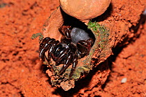 Trapdoor spider (Actinopus sp) at the entrance to its den, Tableland Atlantic rainforest of Vale Natural Reserve, municipality of Linhares, Esparito Santo State, Eastern Brazil.