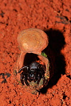 Trapdoor spider (Actinopus sp) at theentrance of its den,  Tableland Atlantic rainforest of Vale Natural Reserve, municipality of Linhares, Espírito Santo State, Eastern Brazil.