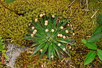 Plant (Paepalanthus acuminatus) endemic to the Ibitipoca State Park, municipality of Minas Gerais State, Southeastern Brazil.