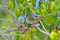 Lesser elaenia (Elaenia chiriquensis) at the nest with chicks, in the ecosystem Campo Nativo (Native Field) of Vale Natural Reserve, municipality of Linhares, Esparito Santo State, Eastern Brazil.