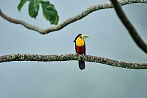 Red-breasted toucan (Ramphastos dicolorus) perched on branch in the Atlantic Rainforest of Itatiaia National Park, municipality of Resende, Rio de Janeiro State, Southeastern Brazil.