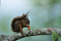 Guianan squirrel (Sciurus aestuans ingrami)  on branch eating nut, Atlantic Rainforest of Itatiaia National Park, municipality of Itatiaia, Rio de Janeiro State, Southeastern Brazil.