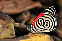 Cramers eighty-eight butterfly (Diaethria clymena) resting with wings folded, Brazil.