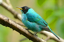 Green honeycreeper (Chlorophanes spiza) male perched on branch in the mountainous Atlantic Rainforest of Serra Bonita Natural Private Heritage Reserve (RPPN Serra Bonita) municipality of Camacan, Sout...