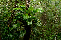 Arum plant (Araceae) in mountainous Atlantic Rainforest of Serra Bonita Natural Private Heritage Reserve (RPPN Serra Bonita) municipality of Camacan, Southern Bahia State, Eastern Brazil.