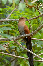 Squirrel cuckoo (Piaya cayana) perched on branch, lowland Atlantic Rainforest of Estaao Veracel Natural Private Heritage Reserve (RPPN Estaao Veracel) municipality of Porto Seguro, Southern Bahia Stat...