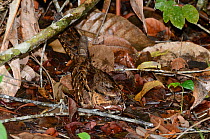 Ocellated poorwill (Nyctiphrynus ocellatus) at the nest in lowland Atlantic Rainforest, Estao Veracel Natural Private Heritage Reserve (RPPN Estaao Veracel) municipality of Porto Seguro, Southern Bahi...