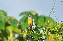 Tropical kingbird (Tyrannus melancholicus) perched on branch in  lowland Atlantic Rainforest, Estao Veracel Natural Private Heritage Reserve (RPPN Estao Veracel) municipality of Porto Seguro, Southern...