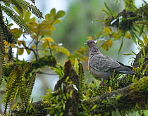 Picazuro pigeon (Patagioenas picazuro) perched in tree in Atlantic rainforest of Serrinha do Alambari Environmental Protection Area, municipality of Resende, Rio de Janeiro State, Southeastern Brazil.