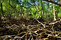 Red mangrove (Rhizophora mangle) swamps, Los Haitises National Park, Samani Province, Dominican Republic, Espanola / Hispaniola  Island, Caribbean Sea.