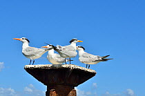 Large-billed terns (Phaetusa simplex) four perched, Los Haitises National Park, Samanai Province, in the Dominican Republic, Espaaola Island, Caribbean Sea.