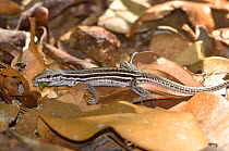 Brazilian whiptail lizard (Cnemidophorus nativo) resting on leaves in the ecosystem Campo Nativo (Native Field) Vale Natural Reserve, municipality of Linhares, Esparito Santo State, Eastern Brazil.