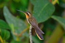 Saw billed hermit hummingbird (Ramphodon naevius) perched on branch in Atlantic Rainforest, municipality of Ubatuba, littoral of Sao Paulo State, Southeastern Brazil.